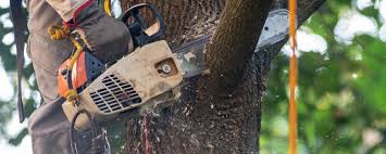 Best Arborist Consultation Services  in Fairfax, OH