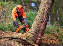 How Our Tree Care Process Works  in  Fairfax, OH