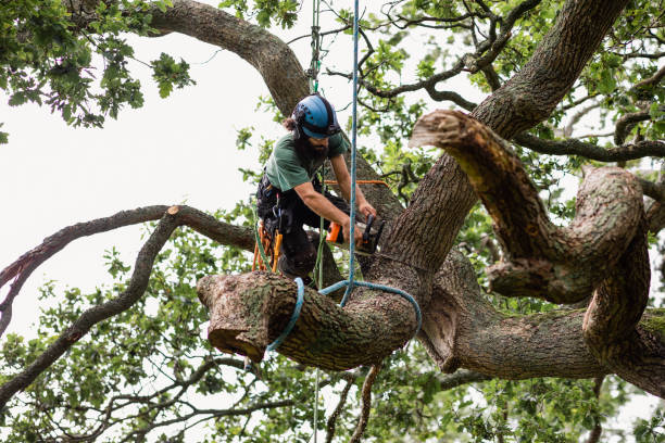 Trusted Fairfax, OH Tree Services Experts