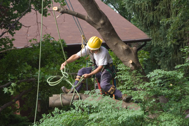 Best Tree Trimming and Pruning  in Fairfax, OH