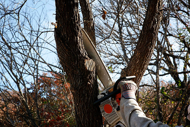 Best Tree Mulching  in Fairfax, OH