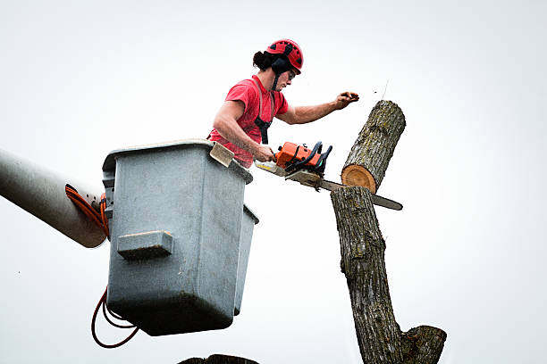 Best Utility Line Clearance  in Fairfax, OH