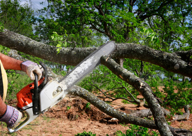 Best Fruit Tree Pruning  in Fairfax, OH